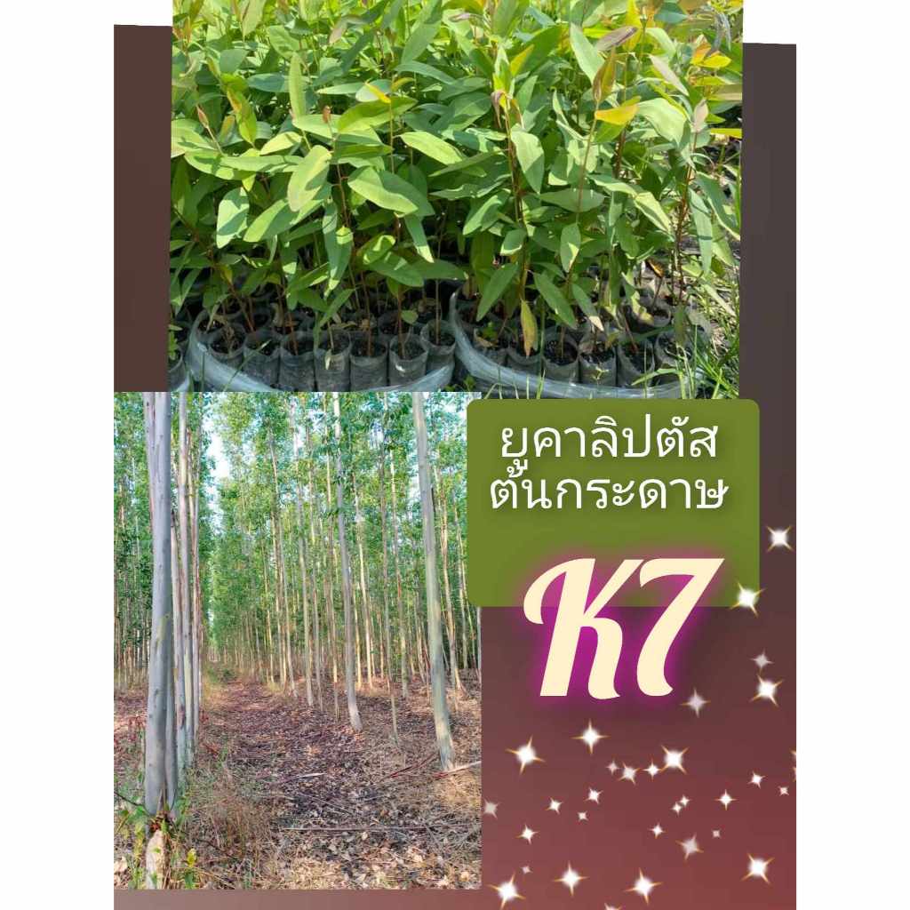 ยูคาลิปตัสเมล็ดพันธุ์สายพันธุ์เค7ยอดสีแดง(ต้นกระดาษ)1,000เมล็ด 59บาท