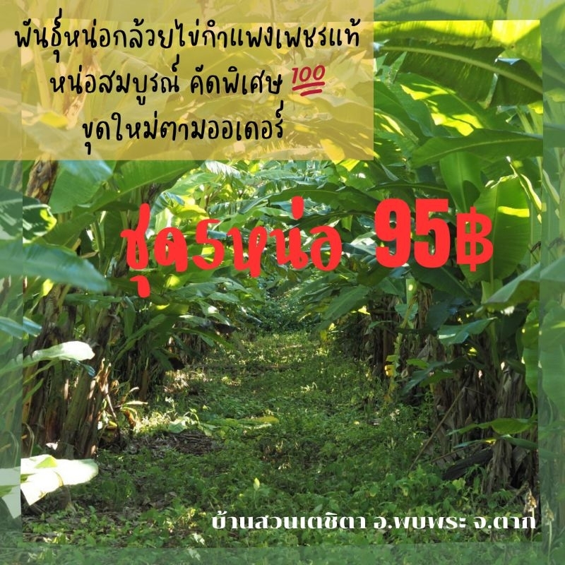 หน่อกล้วยไข่พันธุ์กำแพงเพชรแท้ ชุด5หน่อ95บาท