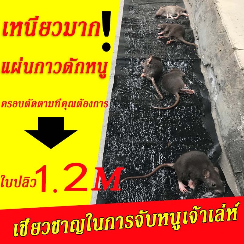 แผ่นกาวดักหนู ยาว ขนาด 120CM กาว ดักหนูแผ่นใหญ่ ดักหนู หนู กาวดี คุ้มมาก พร้อมส่ง ส่งเร็ววว ติดดี หนู มด จิ้งจก