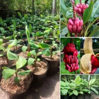 กล้วยน้ำว้าสีชมพู เพาะเนื้อเยื่อ ความสูง 40-50 ซม. มีถิ่นกำเนิดจากเวียดนาม ผลสีชมพู รสหวานหอม ปลูกง่าย ทนทานต่อโรคและแมล