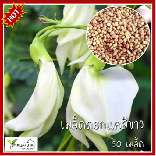 50 เมล็ด ดอกแคสีขาว (ต้นเตี้ย) ดอกแคขาว เมล็ดดอกแค แคดอกขาว แคบ้าน ต้นแค แคบ้านดอกขาว แคแกง ดอกแค