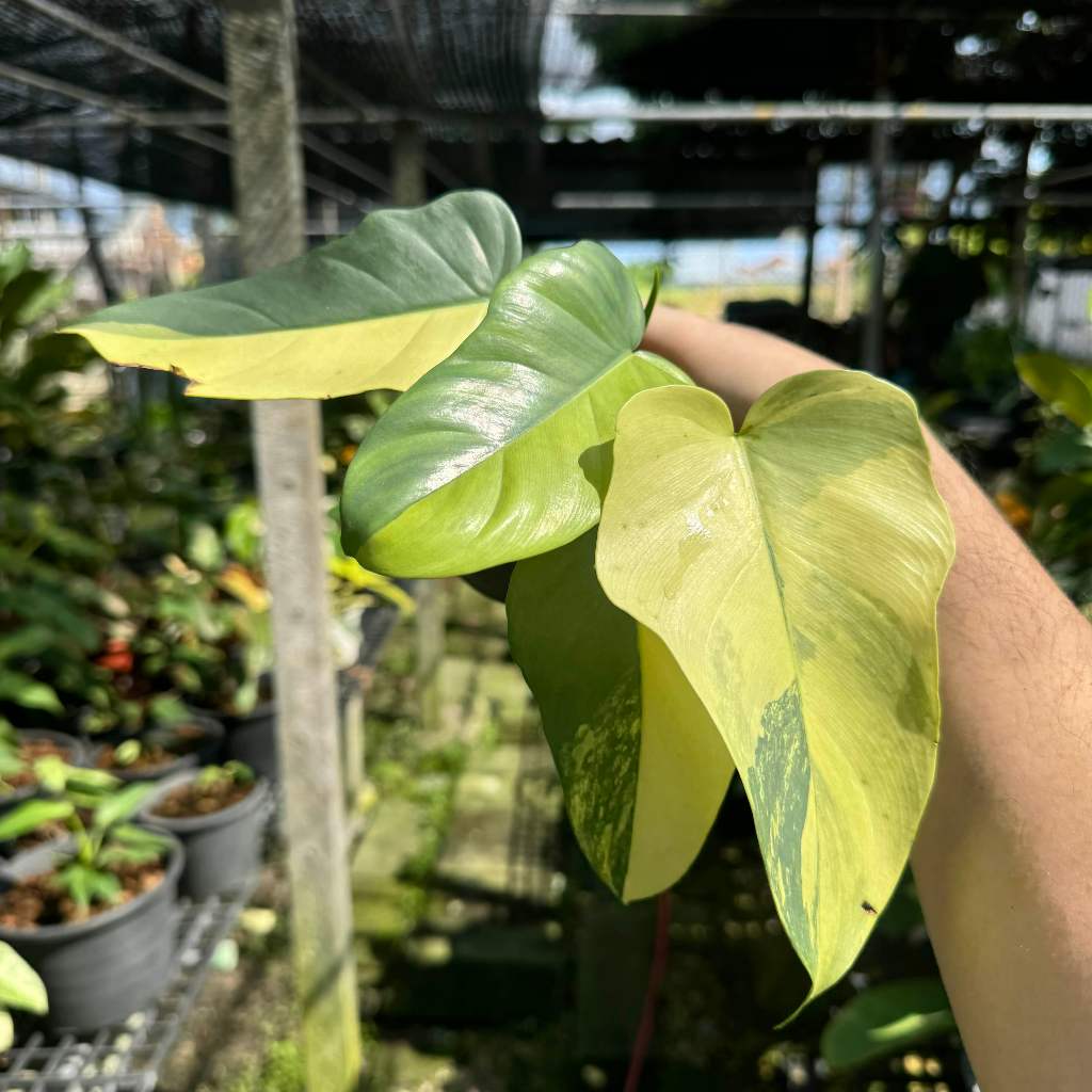 Philodendron Violin Variegated ฟิโลเดนดรอน ไวโอลินด่าง ไม้ด่าง