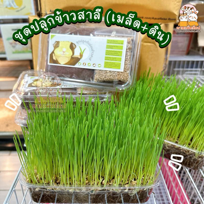 wheat grass ชุดปลูกข้าวสาลี ข้าวสาลี พร้อมดินปลูก สำหรับหนูแกสบี้ หมา แมว