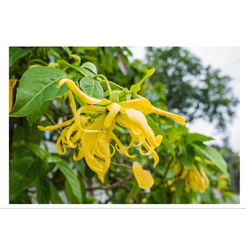 ต้นกระดังงาไทย/ ต้นกระดังงาสงขลา ดอกมีกลิ่นหอม ต้นไม้มงคล สูง2.5เมตรขึ้นไป พร้อมส่ง