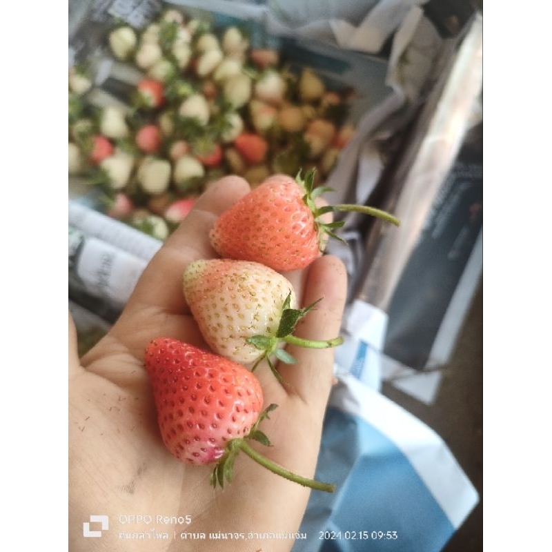 สตรอเบอร์รี่สดไซส์ใหญ่