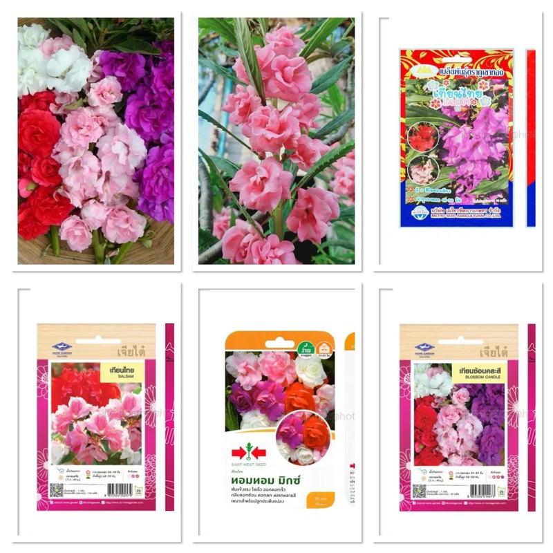 เมล็ดพันธุ์ ดอกเทียนซ้อน คละสี ขาว / ชมพู / ม่วง / แดง Mix Balsam Seed บรรจุ 15 - 50 เมล็ด ดอกเทียน ไทย