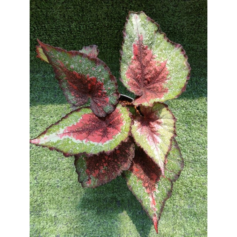 ต้นบีโกเนียRex "Beau Rouge" [Begonia Rex "Beau Rouge"] ไม้ในกระถาง4"