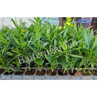 ต้นกล้าดอกจันทร์ฉาย(coreopsis big bang redshift) ต้นแข็งแรงรากแน่นๆ ทนแล้งออกดอกสวย