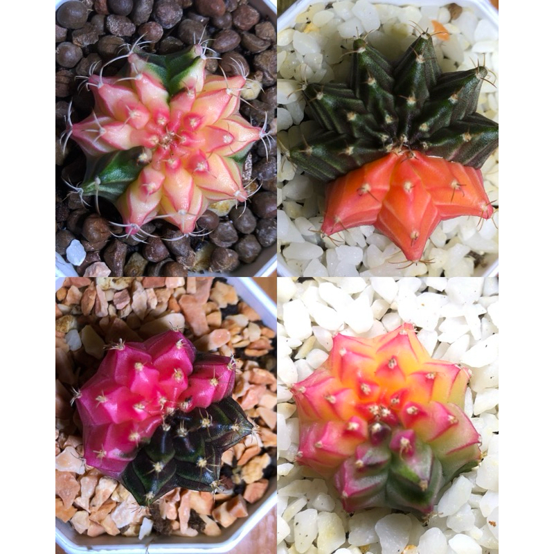 ยิมโนหัวสี 🌵💖 Cactus V.2