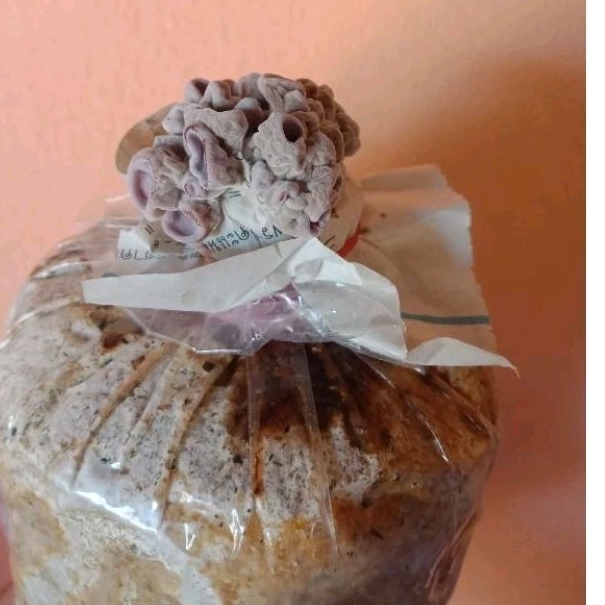 ก้อนเห็ดหูหนูพร้อมเปิดก้อน 30 บาท