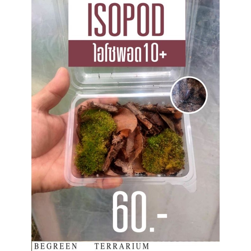 เปิดขาย : ไอโซพอด Isopod