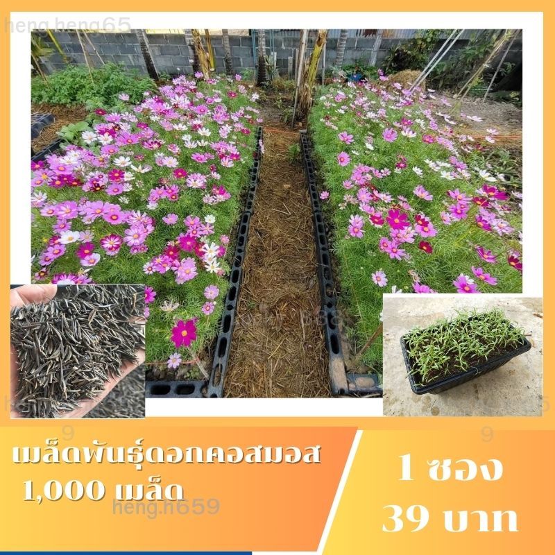 คอสมอส​ เมล็ดดอกคอสมอส ขนาด 200 กรัม 500 กรัม 1,000 กรัม