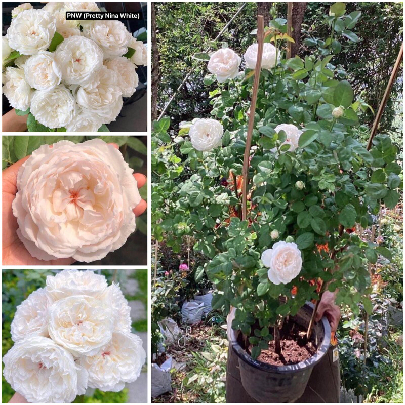 กุหลาบ-PNW สีขาว (กระถาง 12 นิ้ว)  สีขาวเกสรแดงกลิ่นหอม ดอกฟูเหมือนซาลาเปา