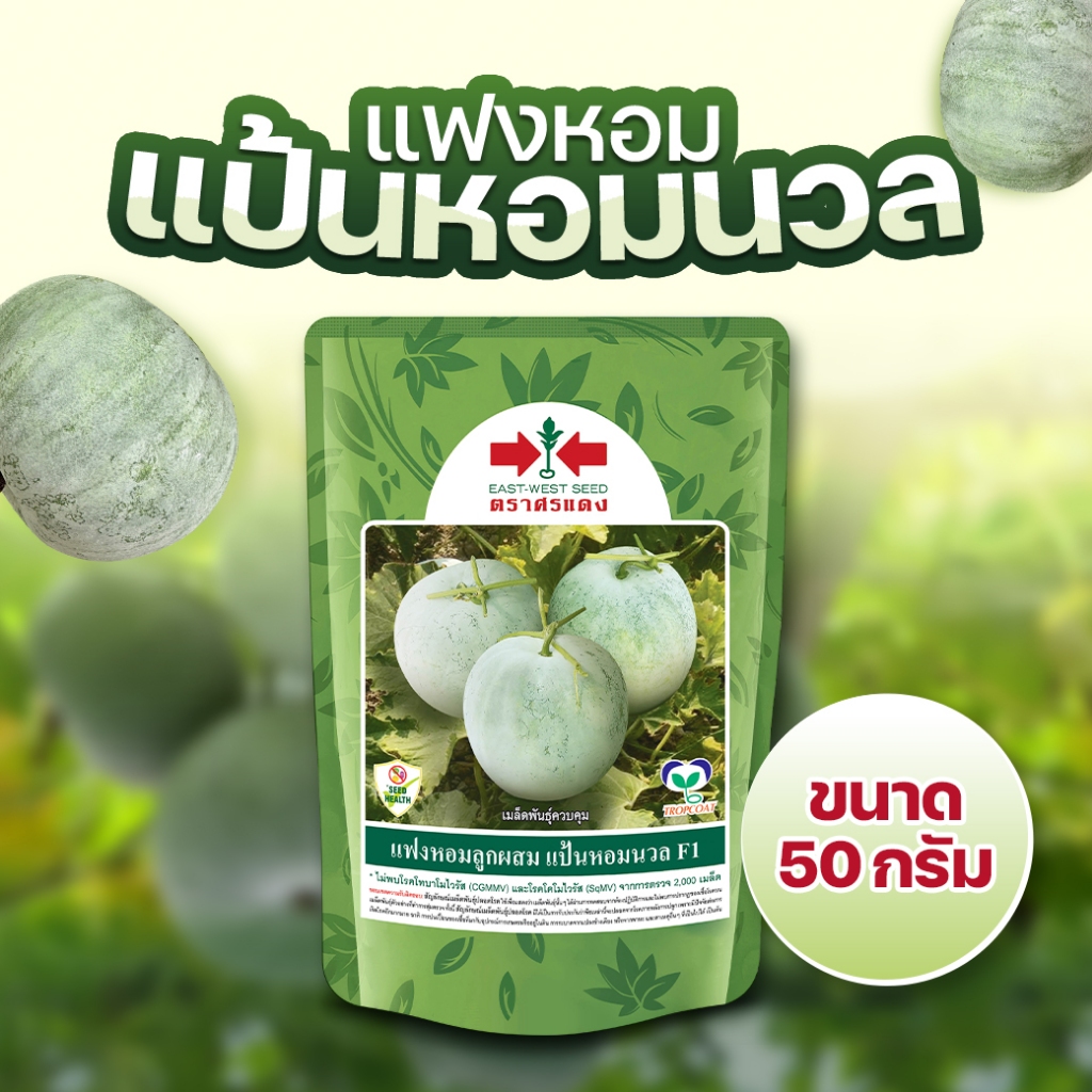 แฟงหอม [แป้นหอมนวล] เนื้อมีกลิ่นหอม