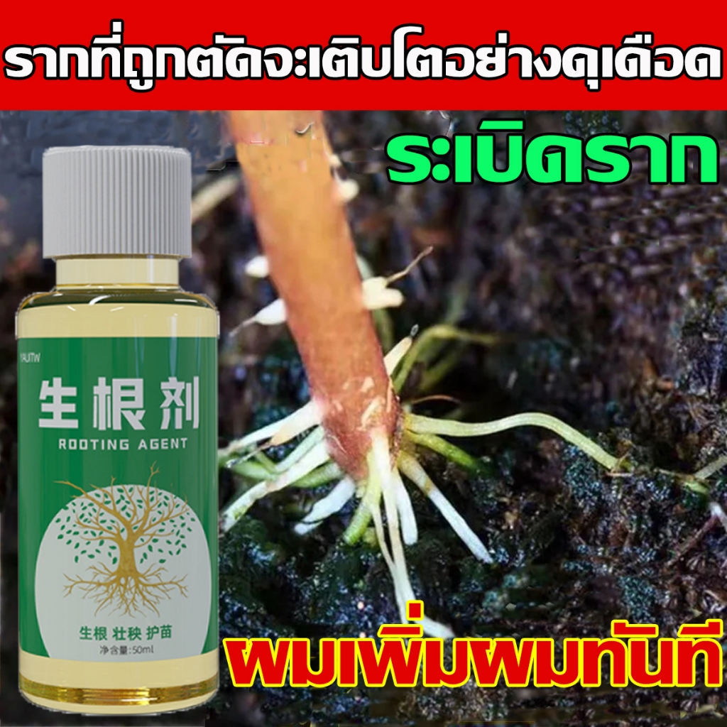 วิธีแก้ปัญหาการรูทอย่างรวดเร็ว ผงเสริมความแข็งแรงของต้นกล้า สากลสำหรับพืช ผงรูทอันทรงพลัง สารละลายธาตุอาหาร
