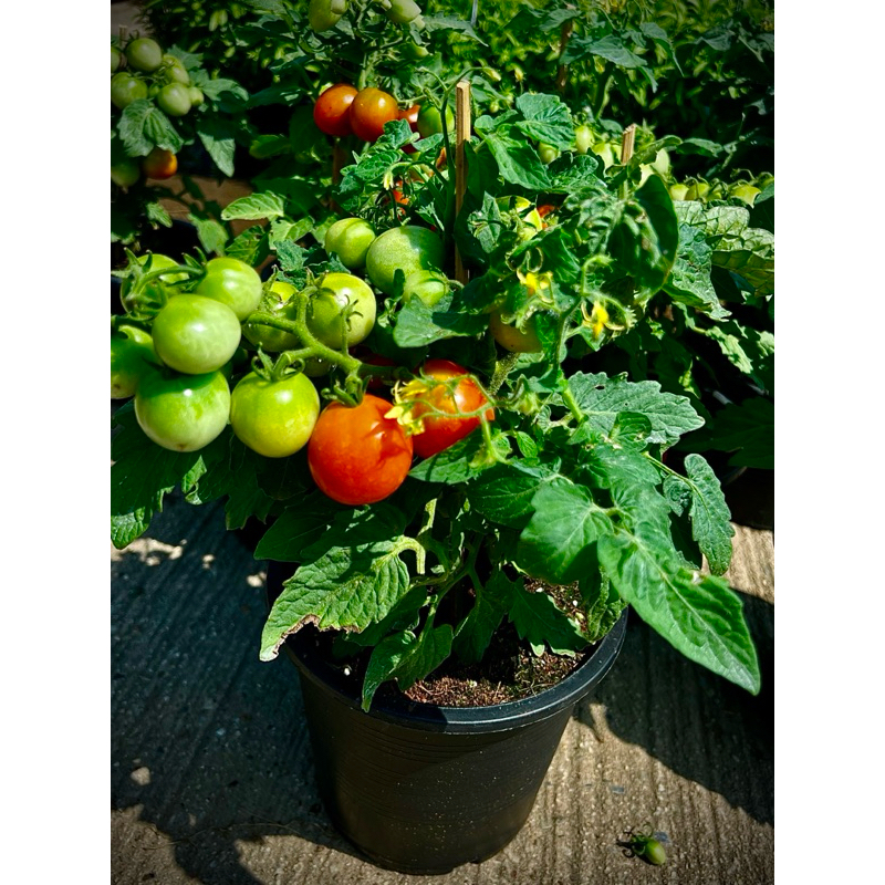 Siam Tomatoes มะเขือเทศสยาม มะเขือเทศเชอร์รี่ ต้นแคระ มะเขือเทศทานสด รสหวาน อมเปรี้ยว ติดผล พร้อมทาน ในกระถาง 8 นิ้ว