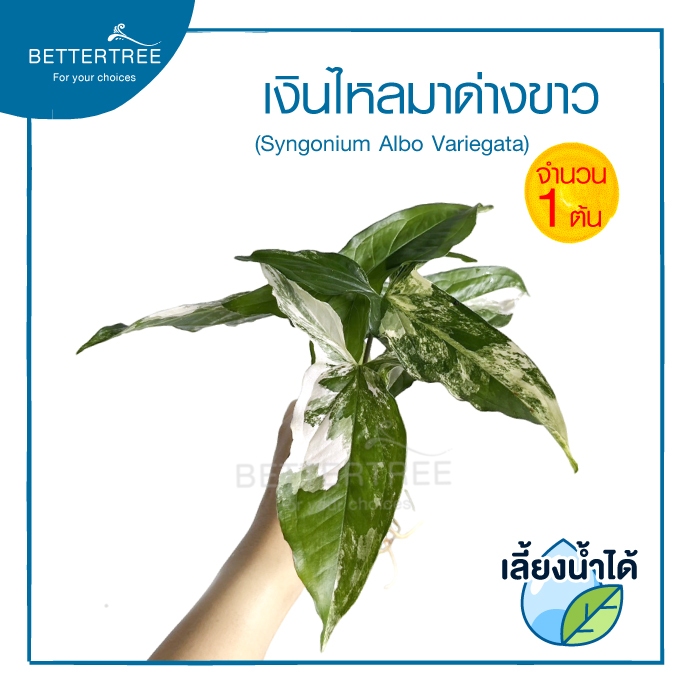 เงินไหลมาด่างขาว(จำนวน 1 ต้น)เลี้ยงน้ำได้  ความยาวต้นประมาณ 25 cm  ไม้มงคล ไม้ฟอกอากาศ