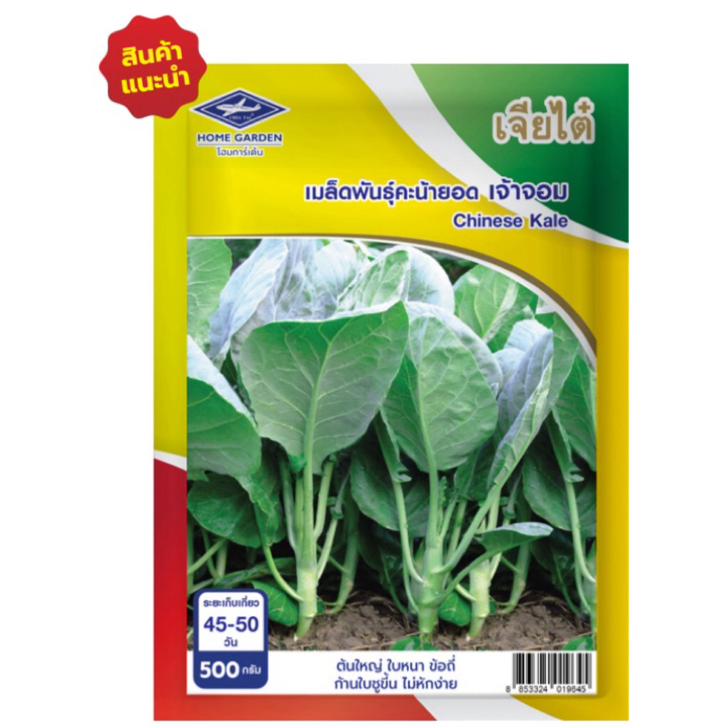 เมล็ดพันธุ์คะน้ายอด เจ้าจอม (Chinese Kale) 500 กรัม