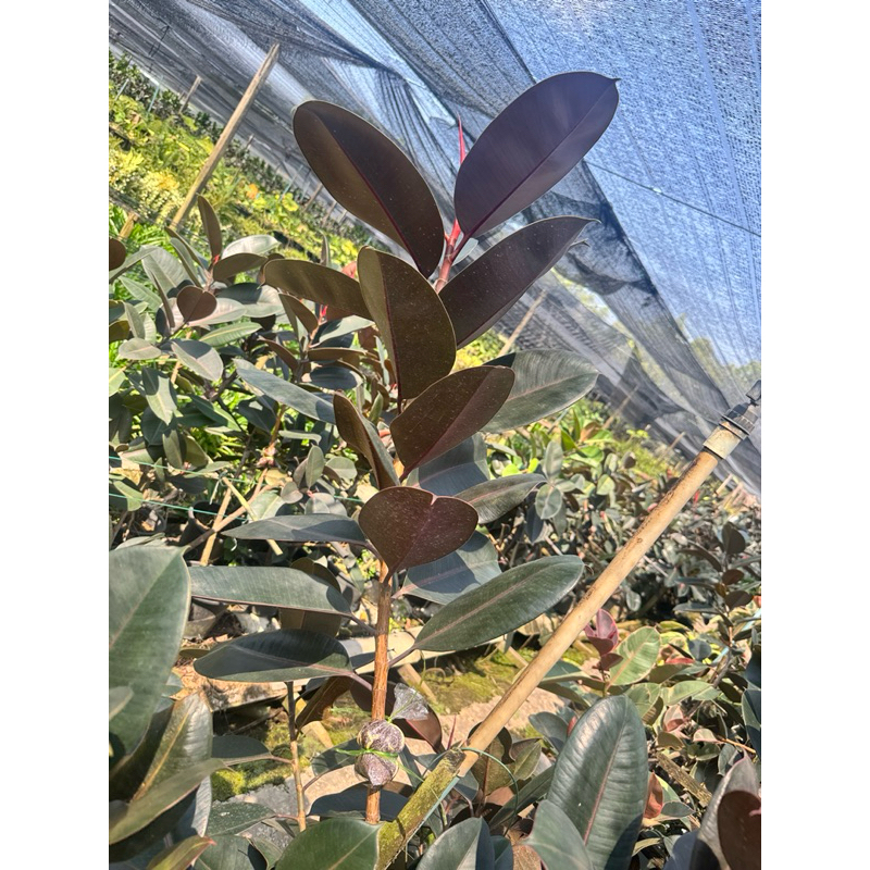 มุมมอง 7