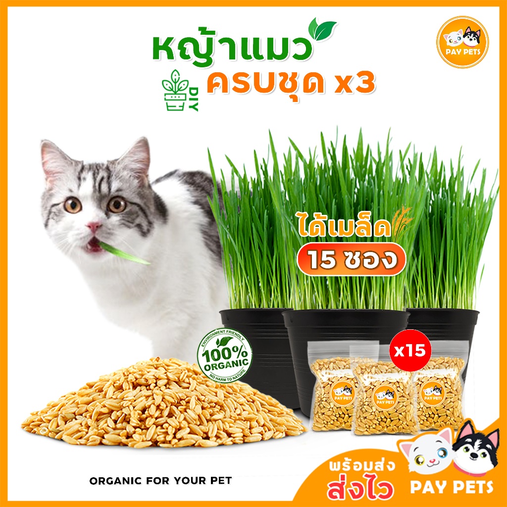ชุดปลูกหญ้าแมว (กระถางดำปลูก15ครั้ง) cat grass ชุดปลูกหญ้าแมวออแกร์นิค ปลอดสาร ชุดปลูกต้นอ่อนสาลีแมว