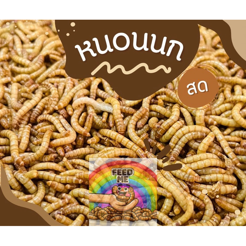 หuอนuก อาหารนก ชูก้า (ไม่อบ)แถมรำข้าวสาลี(เคลมฟรี)