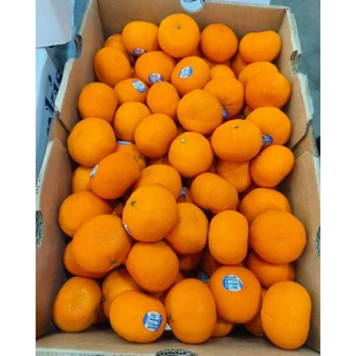 ส้มจิ๋ว🍊🍊AUS,China🍊🍊 ไร้เม็ด รสชาติเข้มข้น 500g.