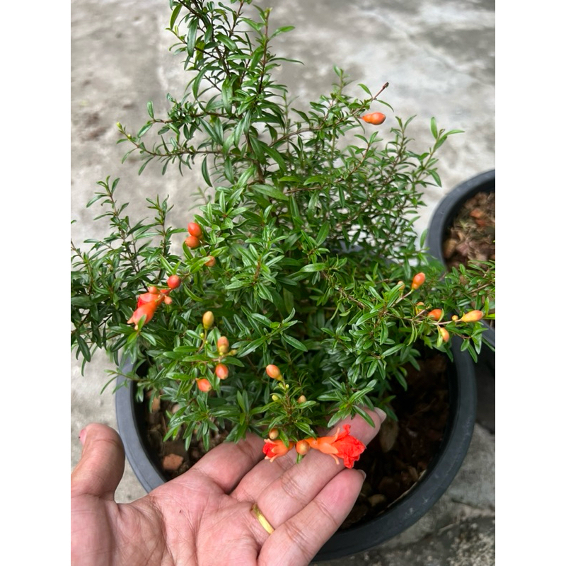 ทับทิมเเคระ /ทับทิม Minimal ต้นเล็กมีลูกมีดอก ใช้พื้นที่น้อย