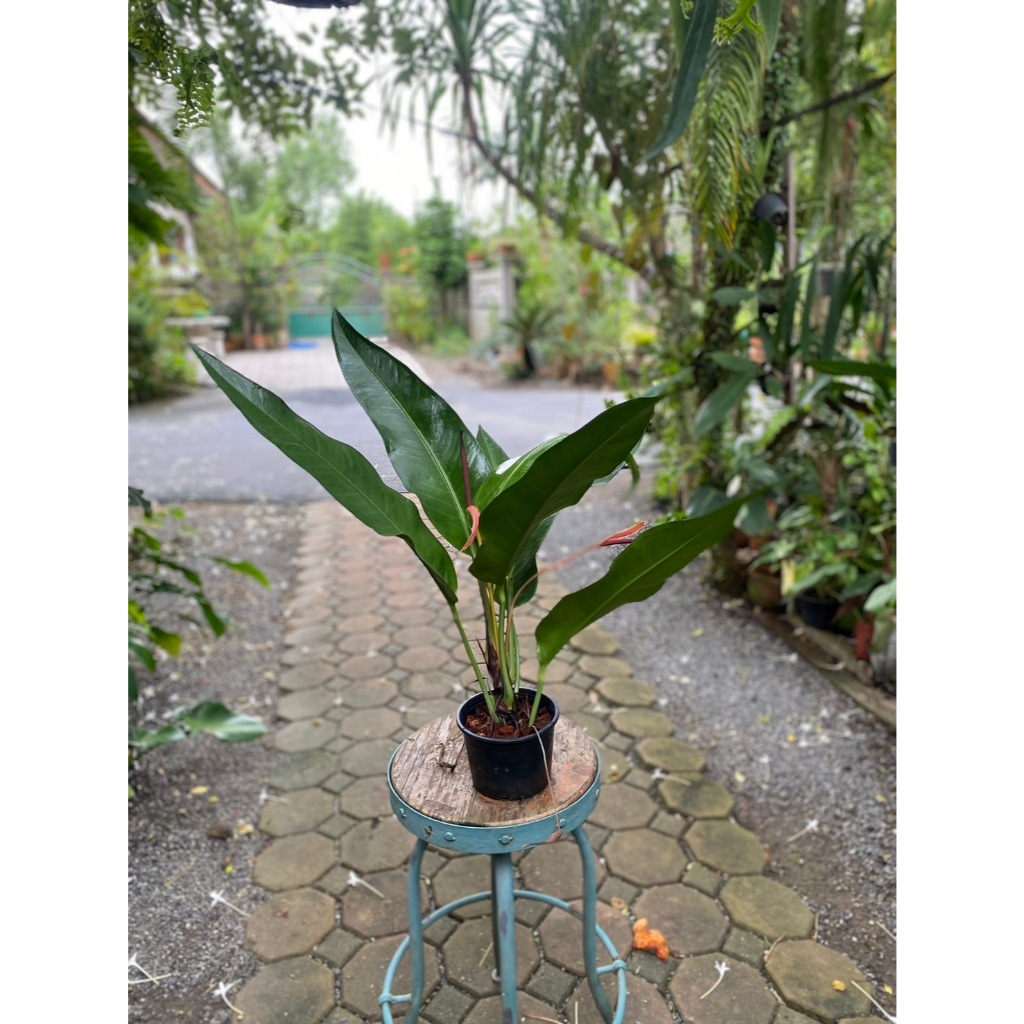 Anthurium silver arrow