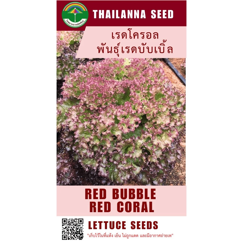 เมล็ดพันธุ์ผักสลัด เรดโครอล พันธุ์เรดบับเบิ้ล ( ขนาด 0.5 กรัม ) ( เมล็ดเปลือย ) รหัสสินค้า 3013
