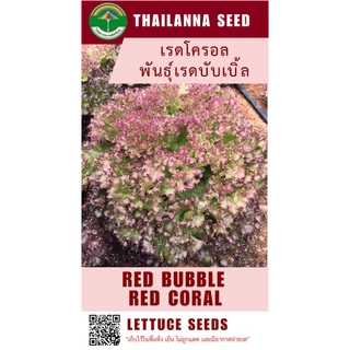 เมล็ดพันธุ์ผักสลัด เรดโครอล พันธุ์เรดบับเบิ้ล ( ขนาด 0.5 กรัม ) ( เมล็ดเปลือย ) รหัสสินค้า 3013