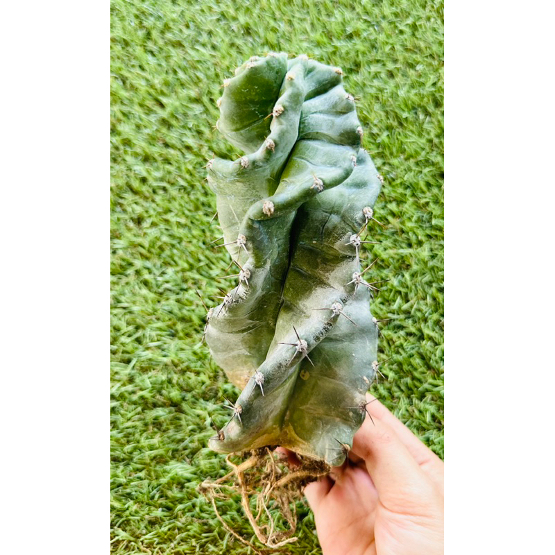 พร้อมส่ง🌵แคคตัสตอเกลียวสว่าน เกลียวสวย ต้นอ้วนใหญ่ มีรากแล้ว Cereus forbesii spiralis