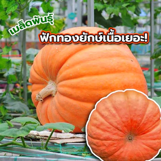 เมล็ดพันธุ์ฟักทองยักษ์ โครตใหญ่ ซองละ20เมล็ด