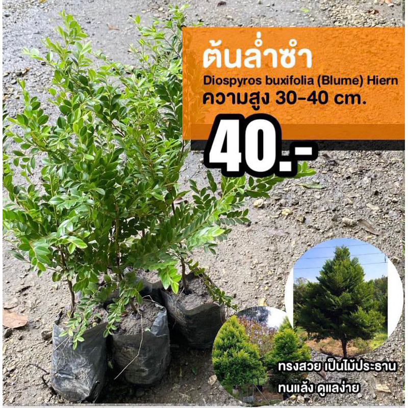 ต้นล่ำซำ (จำนวน 10 ต้น) สูง 30-40 เซนติเมตร