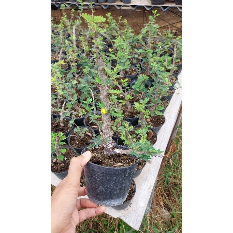 มะขามมาดากัสการ์ Senna Meridionalis มะขามมาดากัสการ์ กิ่งชำ