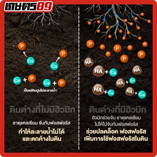 แบล็กเอิร์ธ Black Earth โพแทสเซียมฮิวเมท ฮิวมิกผงเข้มข้นละลายน้ำ ฉีดพ่นทางใบ ฟื้นฟูดิน รากกินอาหารได้มากขึ้น 25กก.