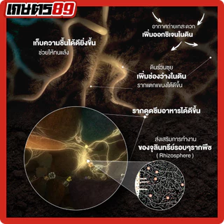 แบล็กเอิร์ธ Black Earth โพแทสเซียมฮิวเมท ฮิวมิกผงเข้มข้นละลายน้ำ ฉีดพ่นทางใบ ฟื้นฟูดิน รากกินอาหารได้มากขึ้น 25กก.