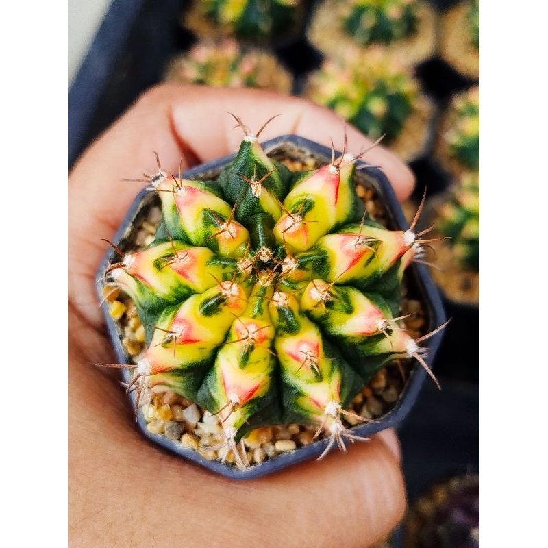 มัลติคัลเลอร์ ยิมโนด่าง ส่งทั้งกระถางค่ะ