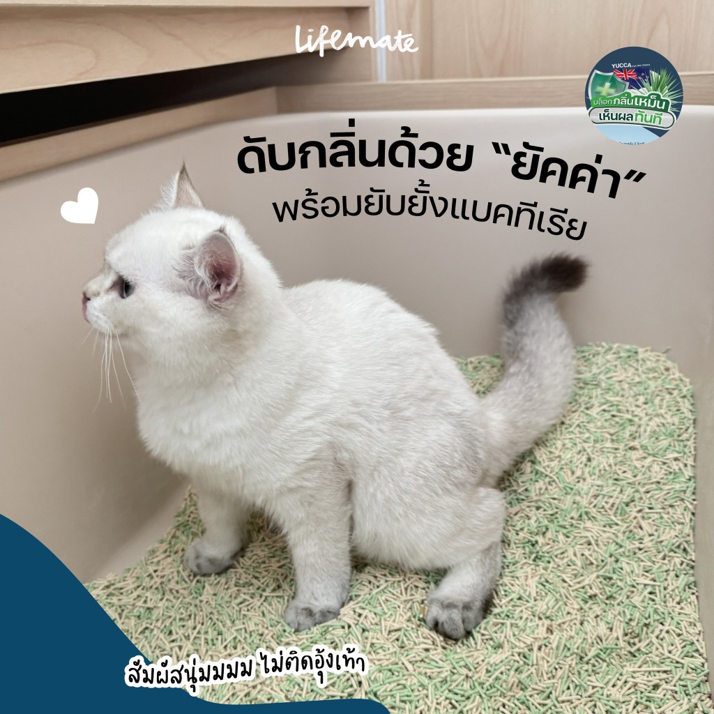 (6L) ทรายแมวเต้าหู้ Lifemate Purrfect Yucca Tofu Cat Litter ไม่ติดอุ้งเท้า ปราศจากฝุ่น จับตัวใน3วิ ราคา ถูกที่สุด ดีลบีเคเค แกลเลอรีภาพที่ 9