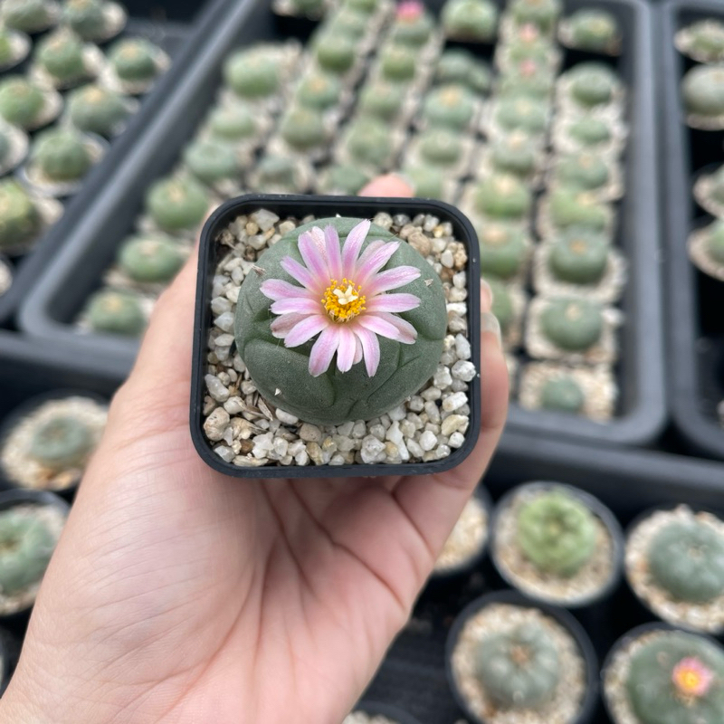 โลโฟโฟรา วิลเลี่ยมซิอาย Lophophora williamsii กระบองเพชร แคคตัส Cactus cactus&succulent
