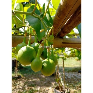 ต้นพันธุ์ผักสาบ/ผักอีนูนสายพันธุ์ทวาย100%