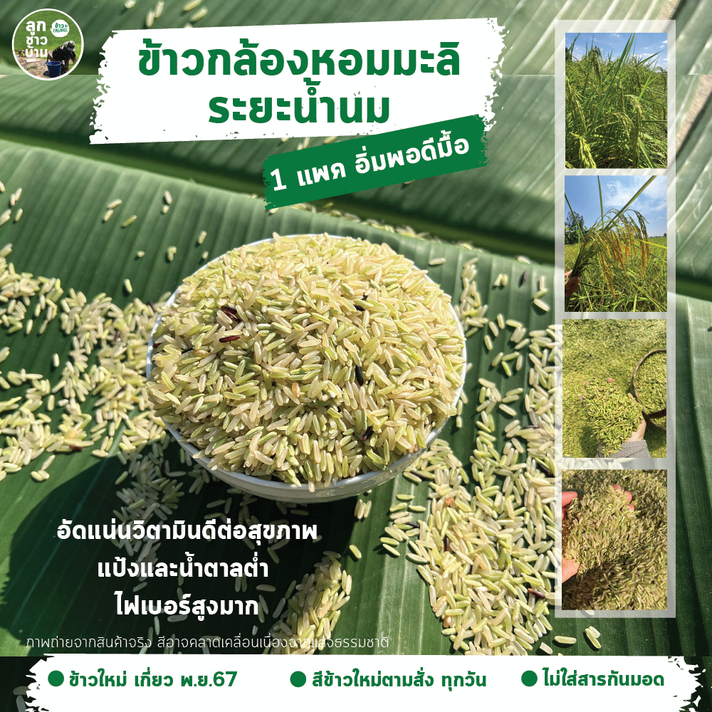 ข้าวกล้องหอมมะลิ ระยะน้ำนม ข้าวใหม่ ปี 2567 ข้าวออร์แกนิก ไร้สาร จำนวน 1 กิโลกรัม