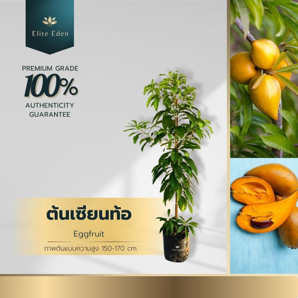 ต้นเซียนท้อหรือม่อนไข่ สูง 150-200 cm. (ต้นใหญ่) รสชาติหวานมัน ไม้ผลมงคลสรรพคุณเหมือนยาสมุนไพร