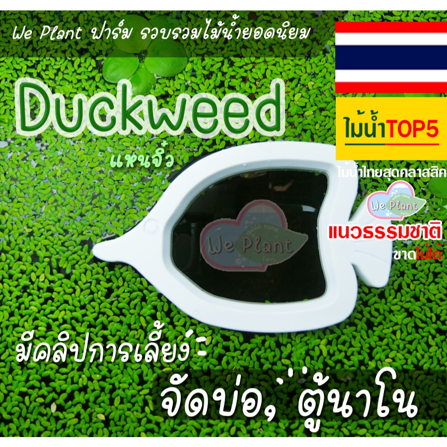 Duckweed ไม้น้ำประจำตู้นาโน ชมคลิปตัวอย่างการเลี้ยง