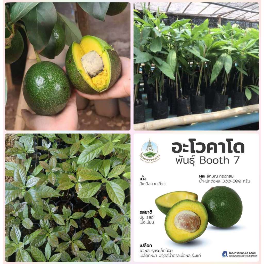 ต้นอะโวคาโด พันธุ์บูท 7 ( Booth 7 ) ผลใหญ่ เนื้อหนาหอมมันหวานอร่อย ต้นพร้อมปลูก แบบเพาะเมล็ด สูง 70-80ซ.ม