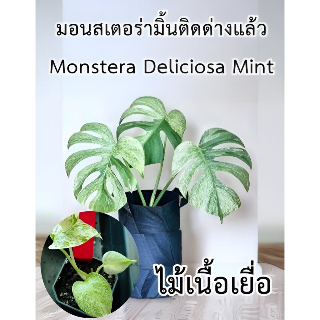 มอนสเตอร่ามิ้น ติดด่างแล้วทุกต้น  (Monstera Deliciosa Mint)