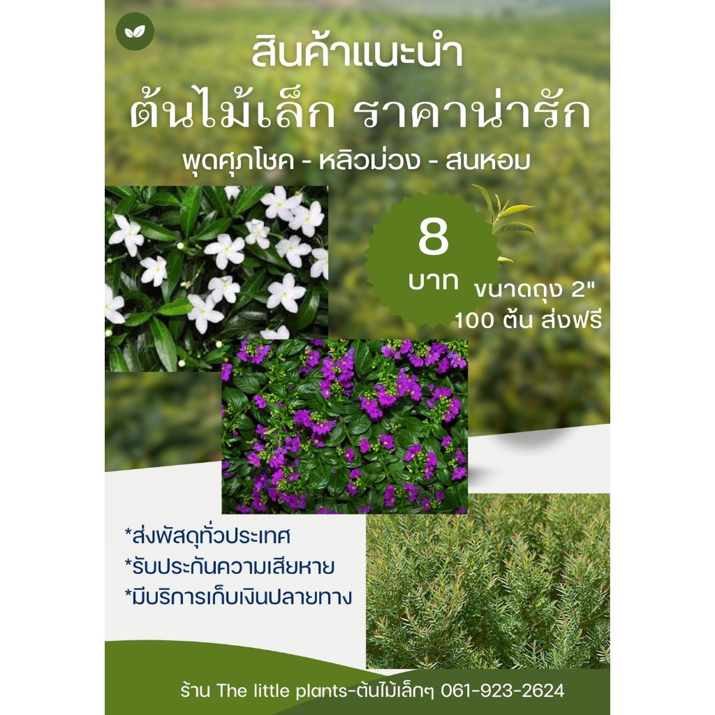 TLP  โปรโมชั่น!! พุดศุภโชค หลิวม่วง สนหอม ถุง 2″