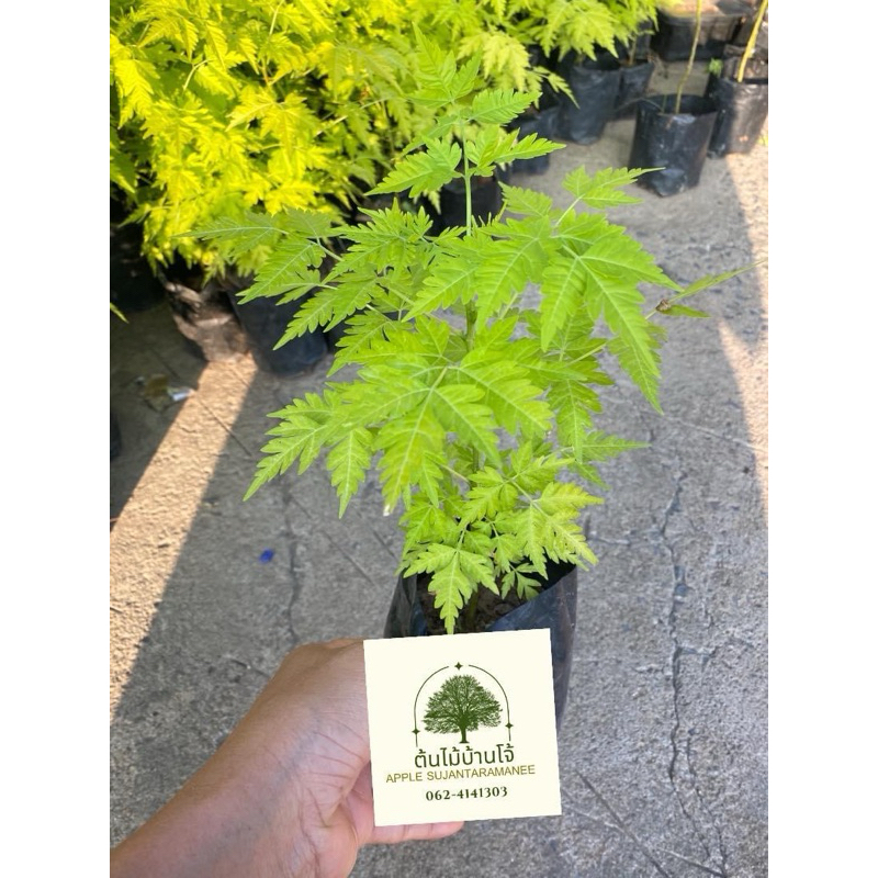 ต้นเกษมณีสีทอง สูง 15-20 ซม.