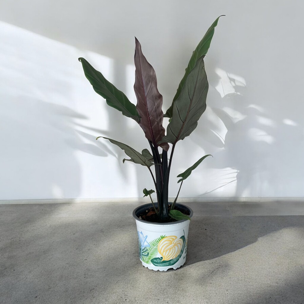 Alocasia Lauterbachiana – อโลคาเซียนาคราชดำ กระถางขนาด 5 นิ้ว