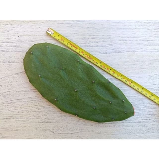 กระบองเพชรใบเสมา Opuntia cochenillifera มีแถม คัดใบหนาใหญ่ตัดสดป้ายน้ำยากันเชื้อรา โอพันเทียหูกระต่าย มิกกี้เม้า opuntia