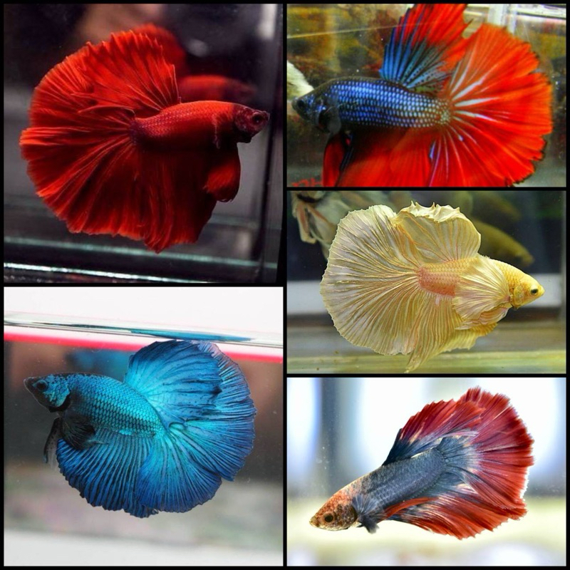 ฮาฟมูน เพศผู้-เมีย คละสี สวยๆ